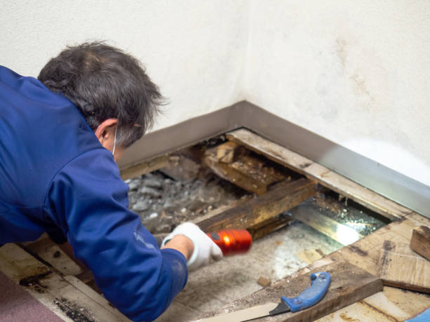 Best Attic Mold Removal  in Old Saybrook Center, CT