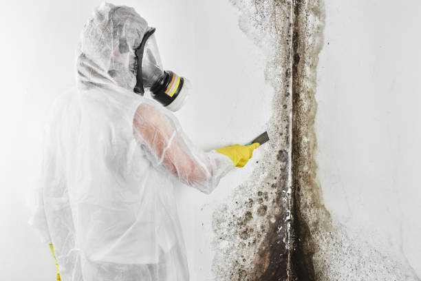 Best Local Mold Removal Service  in Old Saybrook Center, CT