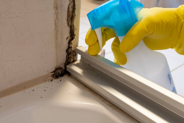 Professional Mold Removal in Old Saybrook Center, CT