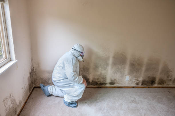 Best Toxic Mold Removal  in Old Saybrook Center, CT