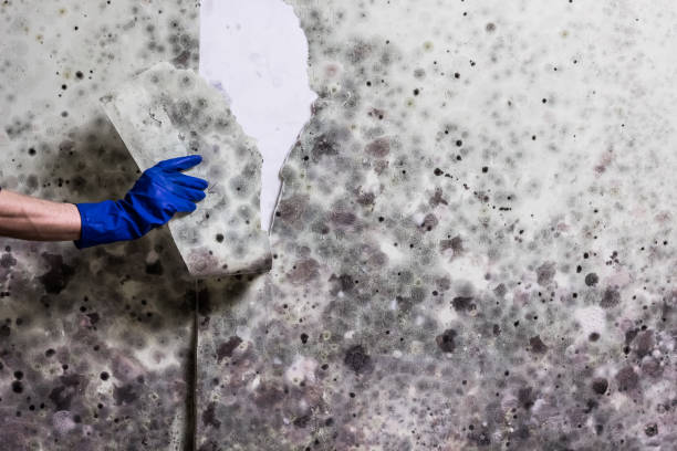 Attic Mold Removal in Old Saybrook Center, CT